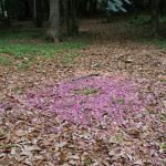 落花を植樹する（八重桜）