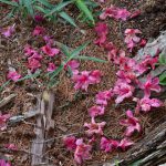 落花を植樹する（ツツジ）