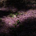 落花を植樹する（八重桜）