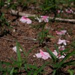 落花を植樹する（ツツジ）