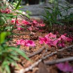 落花を植樹する（ツツジ）