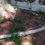 落花を植樹する（ツツジ）